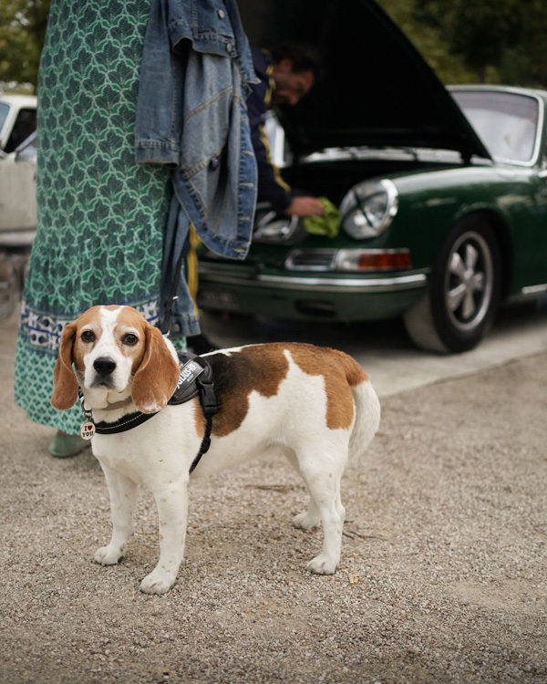 Chien beagle devant une Porsche 911